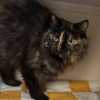 Rescue Domestic Long Hair Cats for Adoption in Watertown, New York - Stella | PetCurious