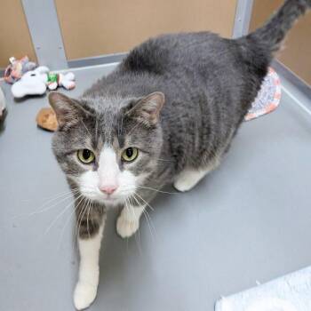 Poptart -  Domestic Short Hair Cat for Adoption in Des Moines, Iowa - Poptart | PetCurious