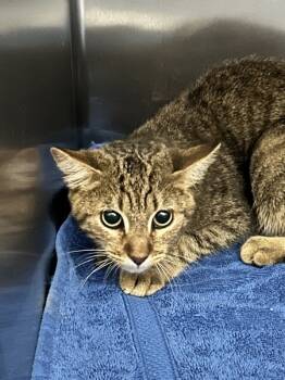 Rescue Domestic Short Hair Cats for Adoption in Mobile, Alabama - Boris | PetCurious