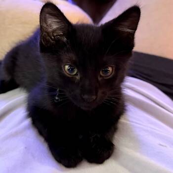 Rescue Domestic Short Hair Cats for Adoption in Fort Worth, Texas - Clyde | PetCurious