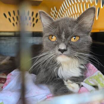 Twiggy -  Domestic Medium Hair Cat for Adoption in Jessup, Maryland - Twiggy | PetCurious
