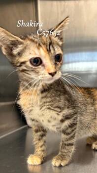 Shakira -  Domestic Short Hair Cat for Adoption in Clarksville, Tennessee - Shakira | PetCurious
