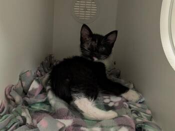 KITTER -  Domestic Short Hair Cat for Adoption in Kent, Washington - KITTER | PetCurious