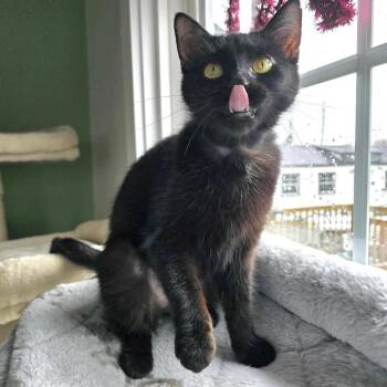 Siri -  Domestic Short Hair Cat for Adoption in Goshen, Indiana - Siri | PetCurious