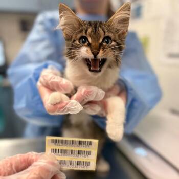 Mighty Duck -  Domestic Medium Hair Cat for Adoption in Charleston, West Virginia - Mighty Duck | PetCurious