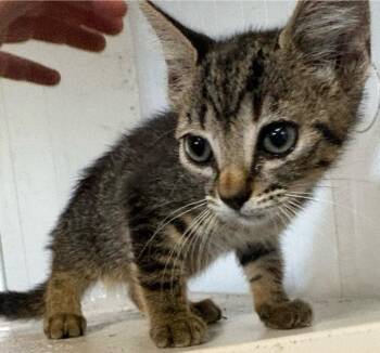 Rigby -  Domestic Short Hair Cat for Adoption in Wauchula, Florida - Rigby | PetCurious