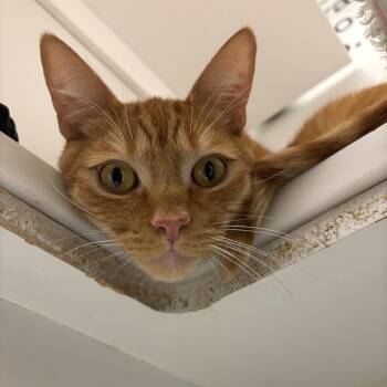 Domestic Short Hair Cats Available for Adoption - DJ Jazzy Jeff | PetCurious