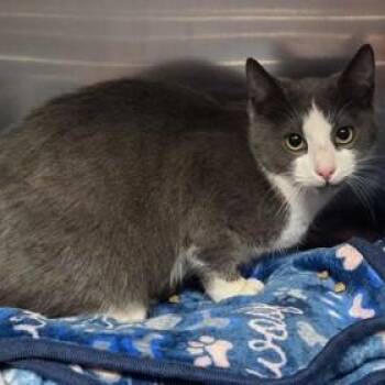 Domestic Short Hair Cats Available for Adoption - Storm | PetCurious