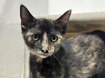 Courtney -  Dilute Tortoiseshell Cat for Adoption in Powell, Ohio - Courtney | PetCurious