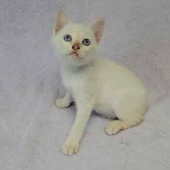 Curly -  Siamese Cat Available for Adoption in Valdosta, Georgia - Curly | PetCurious