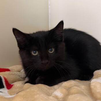 Meowchi -  Domestic Short Hair Cat for Adoption in Spanish Fork, Utah - Meowchi | PetCurious