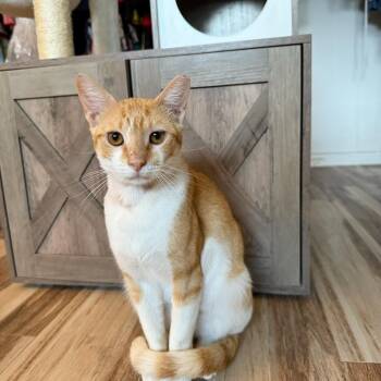 Rescue Domestic Short Hair Cats for Adoption in Boca Raton, Florida - Tater | PetCurious