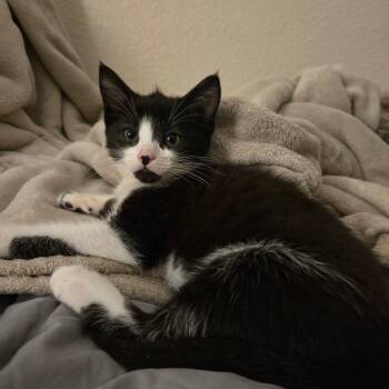 Rescue Domestic Medium Hair Cats for Adoption in Westminster, California - Fade | PetCurious