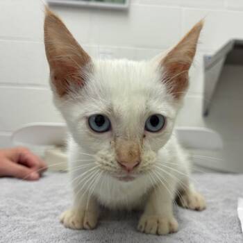 Batty Koda -  Siamese Cat for Adoption in Corpus Christi, Texas - Batty Koda | PetCurious