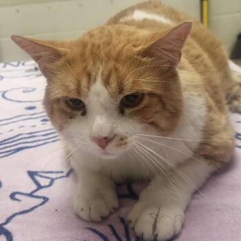 Jacob -  Domestic Short Hair Cat for Adoption in Murray, Utah - Jacob | PetCurious