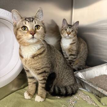 Rescue Domestic Short Hair Cats for Adoption in Spokane, Washington - Blanca | PetCurious