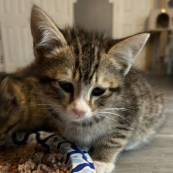 Domestic Short Hair Cats Available for Adoption in Sandy Springs, Georgia - Digby | PetCurious
