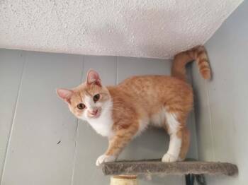 Zoinks -  Domestic Short Hair Cat for Adoption in Kalamazoo, Michigan - Zoinks | PetCurious