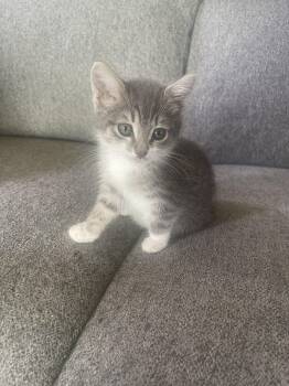 Rescue Domestic Short Hair Cats for Adoption in Santa Cruz, California - Bootsie | PetCurious