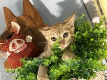 Keke -  Domestic Short Hair Cat for Adoption in New Orleans, Louisiana - Keke | PetCurious