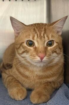 DIABLO -  Domestic Short Hair Cat for Adoption in Tallahassee, Florida - DIABLO | PetCurious