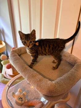 Sugarbee -  Domestic Short Hair Cat for Adoption in Sunrise, Florida - Sugarbee | PetCurious