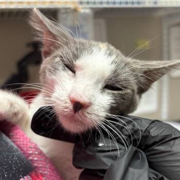 Sorrow -  Domestic Short Hair Cat for Adoption in Yuma, Arizona - Sorrow | PetCurious