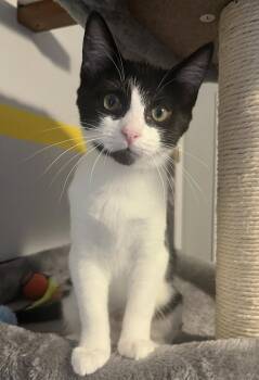 Rescue Domestic Short Hair Cats for Adoption in South Lyon, Michigan - Eleni | PetCurious