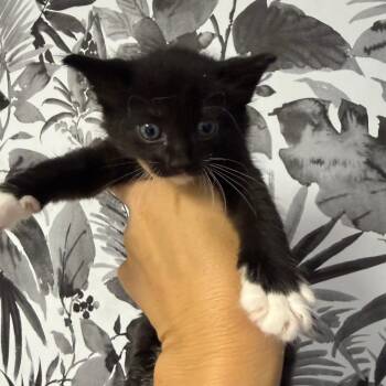 Mufasa -  Domestic Medium Hair Cat for Adoption in Wahiawa, Hawaii - Mufasa | PetCurious