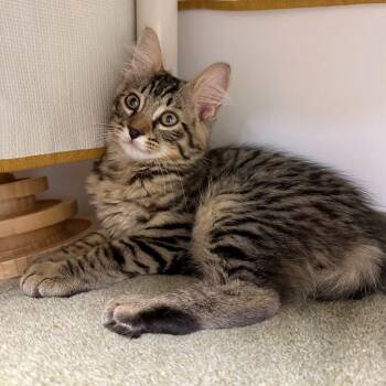 Hariana -  Domestic Medium Hair and Domestic Short Hair Cat for Adoption in Woodinville, Washington - Hariana | PetCurious