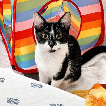 Oatmeal (The Breakfast Club) -  Domestic Short Hair Cat for Adoption in Tucker, Georgia - Oatmeal (The Breakfast Club) | PetCurious