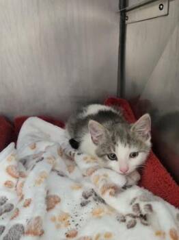 Daredevil -  Domestic Short Hair Cat for Adoption in Fishers, Indiana - Daredevil | PetCurious