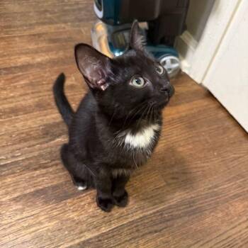 Rescue Domestic Short Hair Cats for Adoption in Tulsa, Oklahoma - Butterscotch | PetCurious