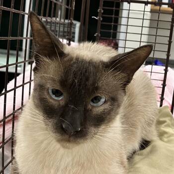 109255 -  Domestic Short Hair Cat for Adoption in Las Cruces, New Mexico - 109255 | PetCurious