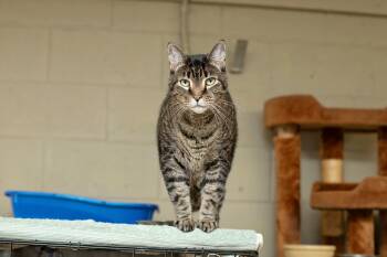 Cody -  Domestic Short Hair Cat for Adoption in Landenberg, Pennsylvania - Cody | PetCurious