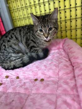 Domestic Short Hair Cats Available for Adoption - Sierra | PetCurious