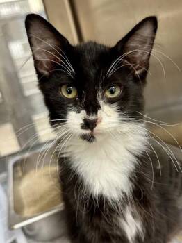 Stewie -  Domestic Medium Hair Cat for Adoption in Wichita, Kansas - Stewie | PetCurious