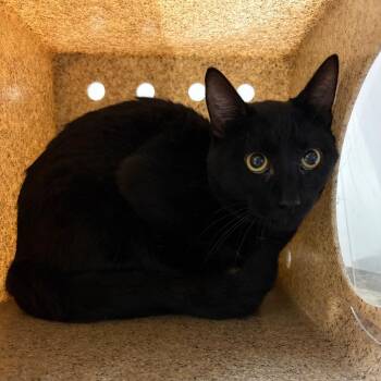 Button -  Domestic Short Hair Cat for Adoption in Reno, Nevada - Button | PetCurious