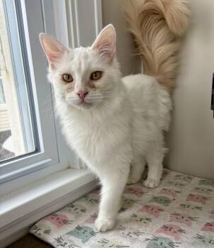 Domestic Long Hair Cats Available for Adoption - Ricky | PetCurious