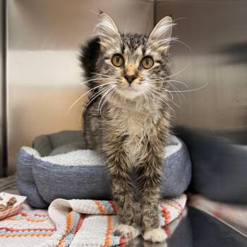 Belize -  Domestic Medium Hair Cat for Adoption in Philadelphia, Pennsylvania - Belize | PetCurious