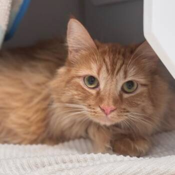 Vermilion -  Domestic Short Hair Cat for Adoption in Los Angeles, California - Vermilion | PetCurious