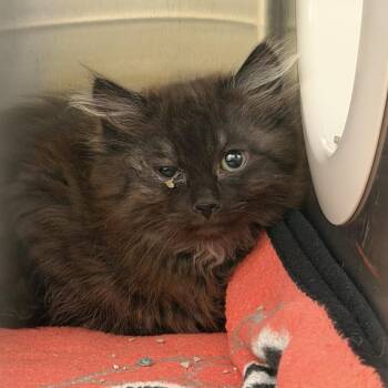 Odie -  Domestic Long Hair Cat for Adoption in Rifle, Colorado - Odie | PetCurious