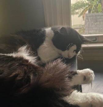 Milo -  Domestic Long Hair Cat for Adoption in Tampa, Florida - Milo | PetCurious