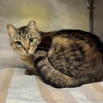 Domestic Short Hair Cats Available for Adoption in Edwardsville, Illinois - Poppyseed | PetCurious