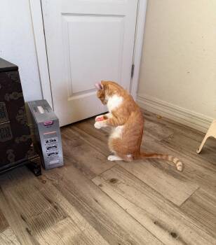 Rescue Domestic Short Hair Cats for Adoption in Gilbert, Arizona - Clover | PetCurious