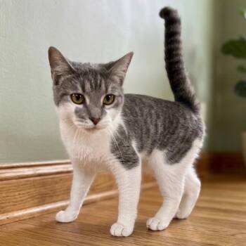 Jorja -  Domestic Short Hair Cat for Adoption in Pittsfield, Illinois - Jorja | PetCurious