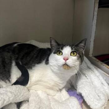 Maisy -  Domestic Short Hair Cat for Adoption in Hutchinson, Minnesota - Maisy | PetCurious