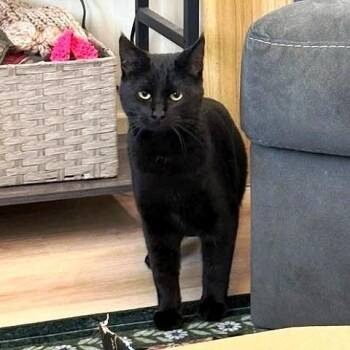 Domestic Short Hair Cats Available for Adoption in Millcreek, Utah - Nyx | PetCurious