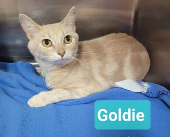 Goldie -  Domestic Short Hair Cat for Adoption in Richmond, Indiana - Goldie | PetCurious