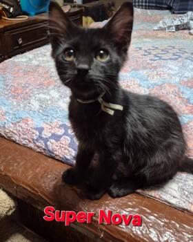 Super Nova -  Domestic Medium Hair Cat for Adoption in Rome, Georgia - Super Nova | PetCurious